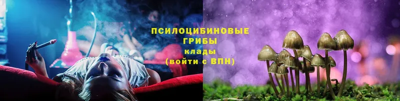 Галлюциногенные грибы Magic Shrooms  Волхов 